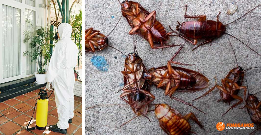 fumigacion-de-cucarachas-exterminacion-eliminacion-3