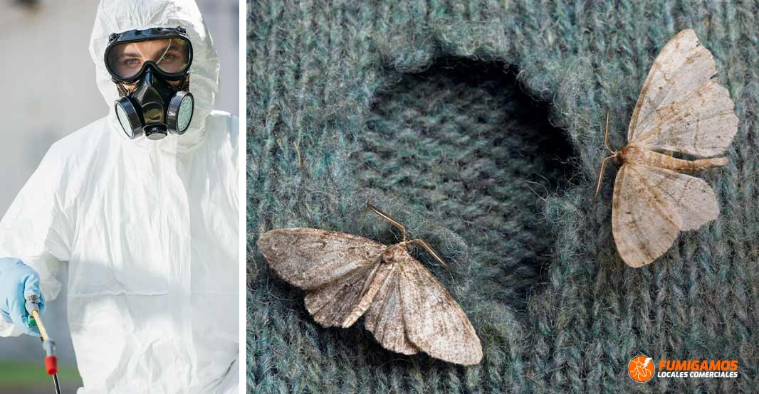 fumigacion-de-polillas-exterminacion-eliminacion-3